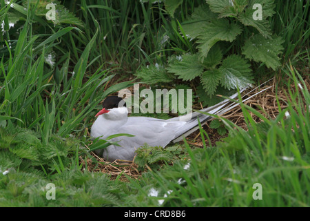 Arctic tern, Sterna paradisaea, seduta sul nido Foto Stock