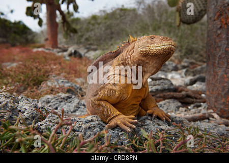 Terra Galapagos Iguana (Conolophus subcristatus), South Plaza Island, Isole Galapagos Foto Stock