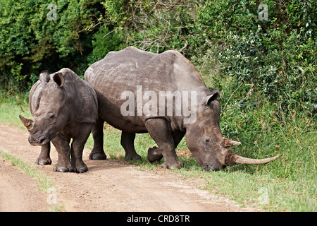Due rhinoceri bianco (Ceratotherium simum) in iSimangaliso Wetland Park, Sud Africa Foto Stock