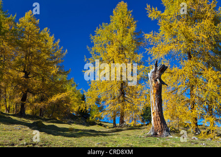 I larici in autunno, Obsteig, Austria Foto Stock