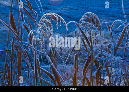 Reed coperto di brina, Tirolo, Austria Foto Stock