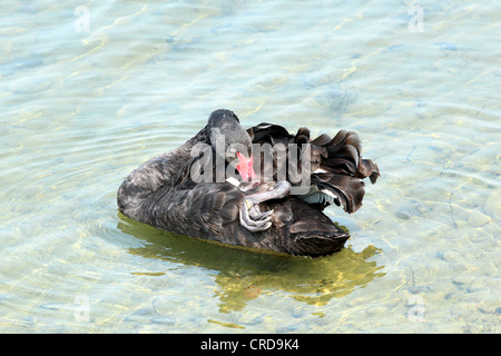 Un Black Swan preening. Foto Stock