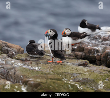 Atlantic i puffini, Fratercula arctica, colonia di allevamento sulle isole di farne. Uno dei i puffini presenta un becco pieno di cicerelli. Foto Stock