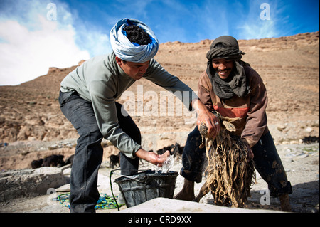 Berber pastori il lavaggio di una capra, Marocco Foto Stock
