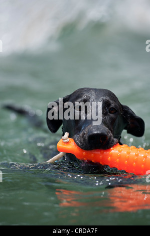 Nero labrador retriever nuoto con orange chew toy Foto Stock