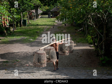 In Bali Aga villaggio di Tenganan, un uomo trasporta i suoi galli in cesti in basso il percorso del villaggio. Bali, Indonesia. Foto Stock