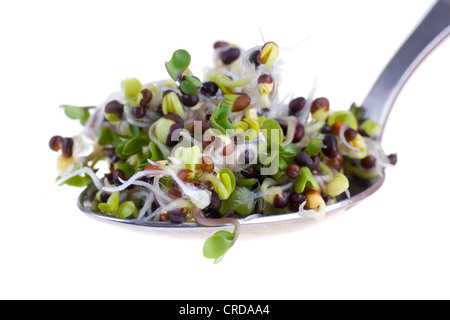 I germogli di Brocoli su un cucchiaio isolati su sfondo bianco Foto Stock