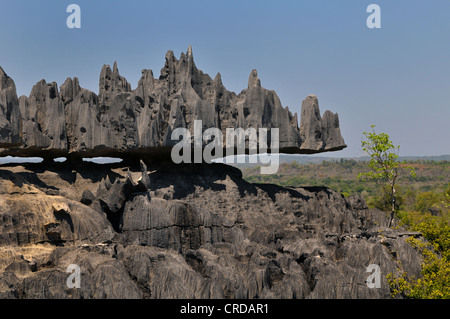 Tsingy, formazioni calcaree, Tsingy de Bemaraha National Park, sito Patrimonio Mondiale dell'UNESCO, occidentale del Madagascar, Africa Foto Stock