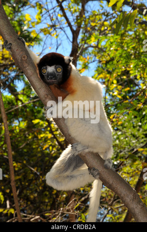 Incoronato sifaka (Propithecus coronatus) nelle foreste secche nella parte occidentale del Madagascar, Africa, Oceano Indiano Foto Stock