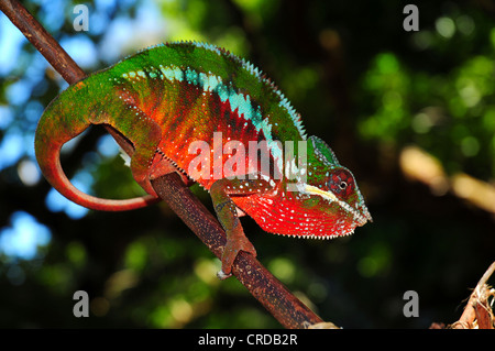 Panther chameleon (Furcifer pardalis) nella foresta pluviale del Parco Nazionale Masoala nel nord-est del Madagascar, Africa Foto Stock