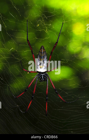 Golden-orb web spider (Nephila madagascariensis), foreste secche di Ankarafantsika, Madagascar, Africa, Oceano Indiano Foto Stock
