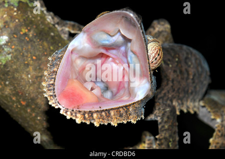 Foglie giganti-tail gecko (Uroplatus fimbriatus), minaccioso gesto, Madagascar, Africa, Oceano Indiano Foto Stock