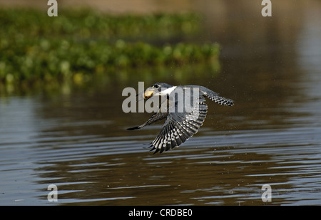 Di inanellare kingfisher (Megaceryle torquata), con la preda, Brasile, Pantanal Foto Stock