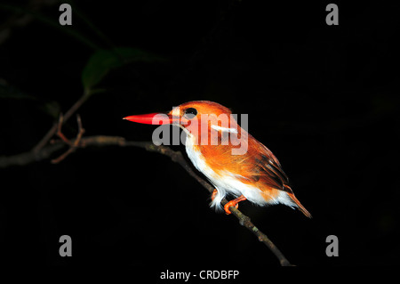 Madagascar pigmeo di Kingfisher (Ceyx madagascariensis, Ispidina madagascariensis) nella foresta pluviale del Parco Nazionale Masoala Foto Stock