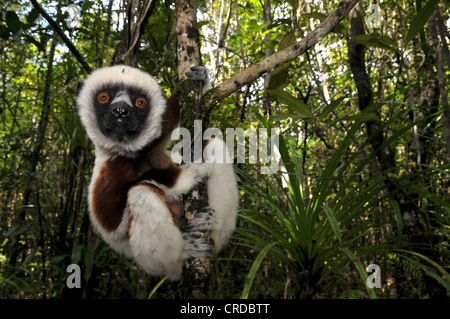 Coquerel il sifaka (Propithecus coquereli) nel Parco Nazionale di Ankarafantsika nell ovest del Madagascar, Africa, Oceano Indiano Foto Stock