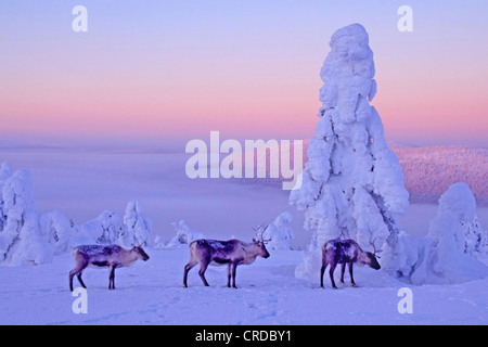 Renne europea, europeo Caribou Coffee Company (Rangifer tarandus tarandus), le renne a caduto Levi, il gelo nebbia e alba colori, Finlandia, Lapponia Foto Stock