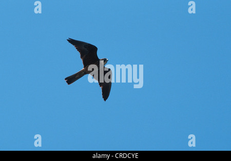 Falco della regina (Falco eleonorae), volare, Grecia Foto Stock