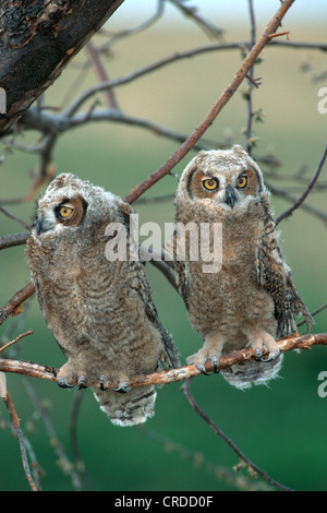 Grande gufo cornuto (Bubo virginianus), due uccellini Foto Stock