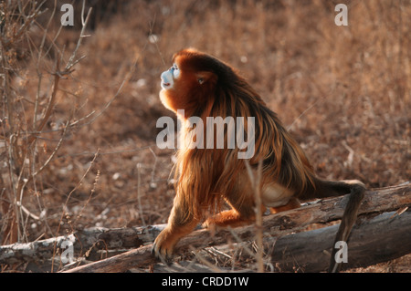 Il cinese rampognare-annusò scimmia, scimmia dorata, neve scimmia, golden camuso naso-langur, Sichuan camuso naso-langur (Pygathrix roxellanae, Rhinopithecus roxellanae), maschio Foto Stock