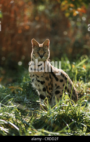 Serval (Leptailurus serval, Felis serval), il singolo individuo Foto Stock