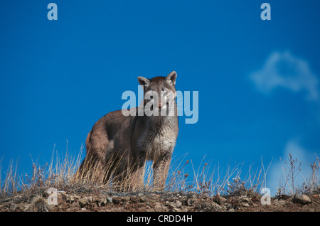 Puma, mountain lion, cougar (Puma concolor, Profelis concolor), femmina, STATI UNITI D'AMERICA, Colorado Foto Stock