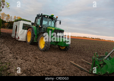 Cavolo di piantare il trattore Foto Stock