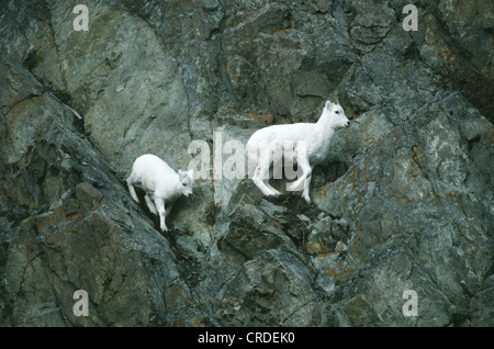 DALL OVINI Pecora con agnello Arrampicata in montagna (ovis dalli) / ALASKA Foto Stock