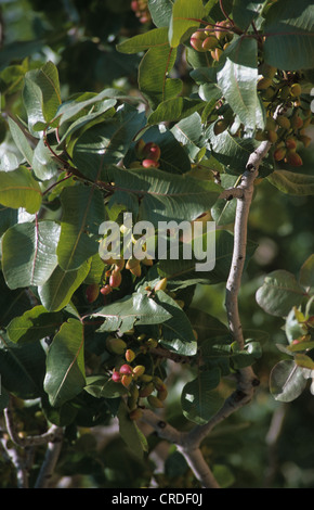 I pistacchi che crescono su un albero a plantation al di fuori di Nizip nei pressi di Gaziantep sud est della Turchia Foto Stock