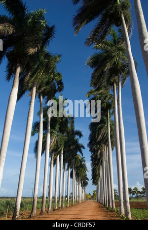 Royal Palm (Roystonea regia), Palm tree avenue vicino a Cardenas, Cuba, Mar dei Caraibi Foto Stock