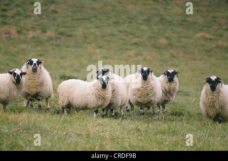 HIGHLAND scozzesi ovini (pecore) Foto Stock