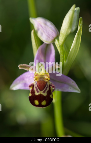 Bee orchid, Clattinger Farm, Wiltshire, Inghilterra, Regno Unito. Foto Stock