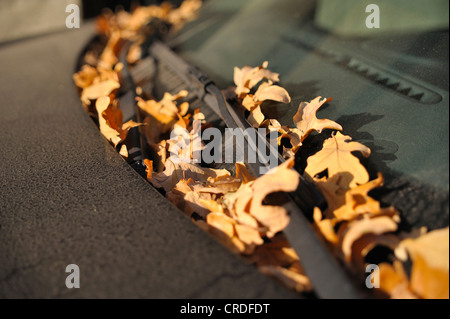 Lascia sul tergivetri del parabrezza di un auto Foto Stock