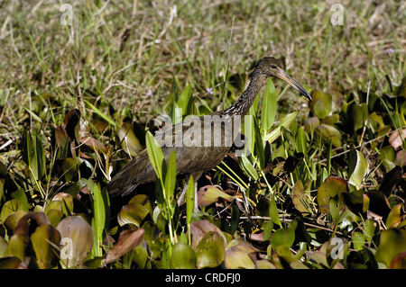 Limpkin (Aramus guarauna), in marsh, Brasile, Pantanal Foto Stock