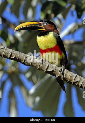 Chestnut-eared aracari (Pteroglossus castanotis), sul ramo, Brasile, Pantanal Foto Stock