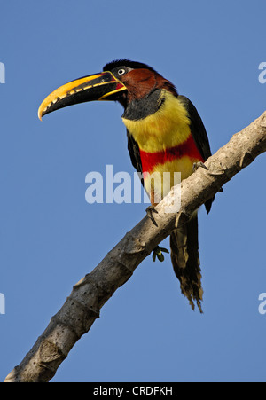 Chestnut-eared aracari (Pteroglossus castanotis), sul ramo, Brasile, Pantanal Foto Stock