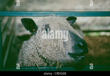 WENSLEYDALE pecore fattoria mondo County Kerry, Irlanda Foto Stock