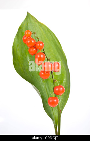 Il giglio della valle (convallaria majalis), frutta e una foglia Foto Stock