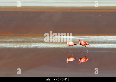 Jame's fenicotteri (Phoenicoparrus jamesi) in acqua rossa, Laguna Colorada, Uyuni, Bolivia, Sud America Foto Stock