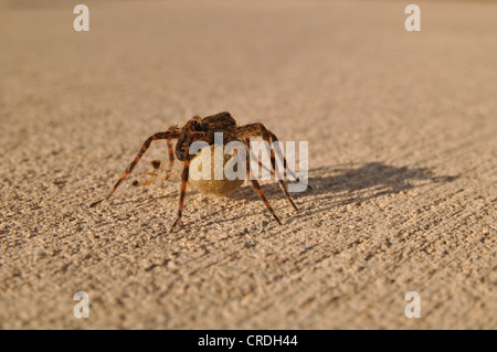 Vivaio Spider Web (Pisauridae), Okauchee, Wisconsin, STATI UNITI D'AMERICA Foto Stock