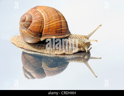 Lumaca romano, escargot, escargot lumaca, commestibili, lumaca lumaca Apple, grapevine lumaca, Vigna lumaca, vine lumaca (Helix pomatia), striscianti su uno specchio Foto Stock