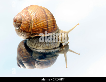 Lumaca romano, escargot, escargot lumaca, commestibili, lumaca lumaca Apple, grapevine lumaca, Vigna lumaca, vine lumaca (Helix pomatia), striscianti su uno specchio Foto Stock