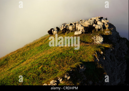 Pecore (Ovis orientalis aries) su un vertice con la nebbia, Ammergebirge, Ammer montagne, Garmisch, Baviera, Germania, Europa Foto Stock