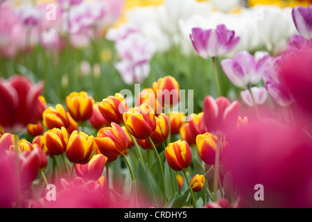 Giardino in comune tulip (Tulipa gesneriana), diverse cultivar, Paesi Bassi, Suedholland, Keukenhof, Lisse Foto Stock