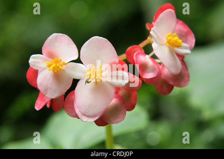 Orchidee Foto Stock