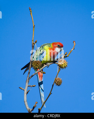 Rosella orientale (Platycercus eximius) Foto Stock