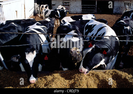 HOLSTEIN vacche e giovenche di razza mangiare / insilato Lancaster County, PENNSYLVANIA Foto Stock