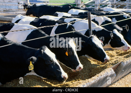 HOLSTEIN vacche e giovenche di razza di mangiare da insilato / PENNSYLVANIA Foto Stock
