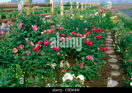 Piccolo giardino di rose con HYBRID TEA ROSE AMORE ROSE FLORIBUNDA Gruss uno AACHEN (ROSA ibridi) e perenne confine Foto Stock