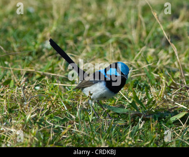 Superba Fairy-wren, maschio (Malurus cyaneus) Foto Stock