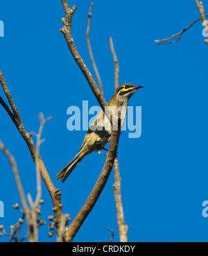 Giallo-di fronte Honeyeater (Lichenostomus chrysops) Foto Stock